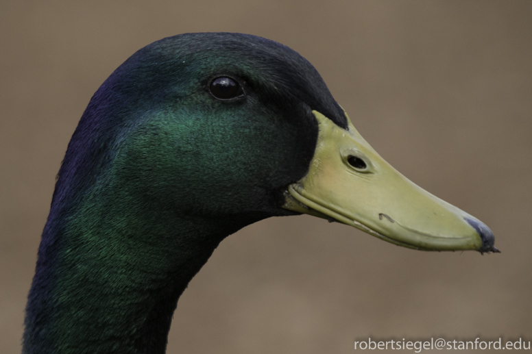 mallard